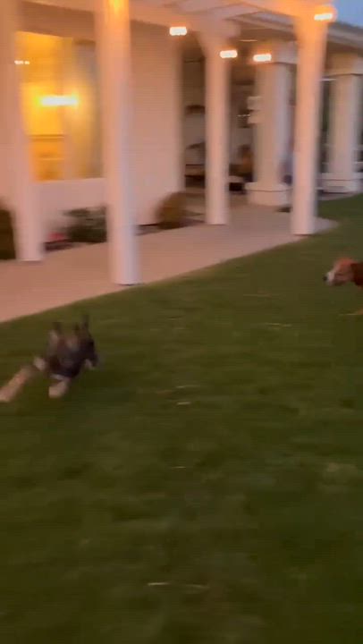 Enlarge Mor, an adopted mixed breed in Temecula, CA video 6/6