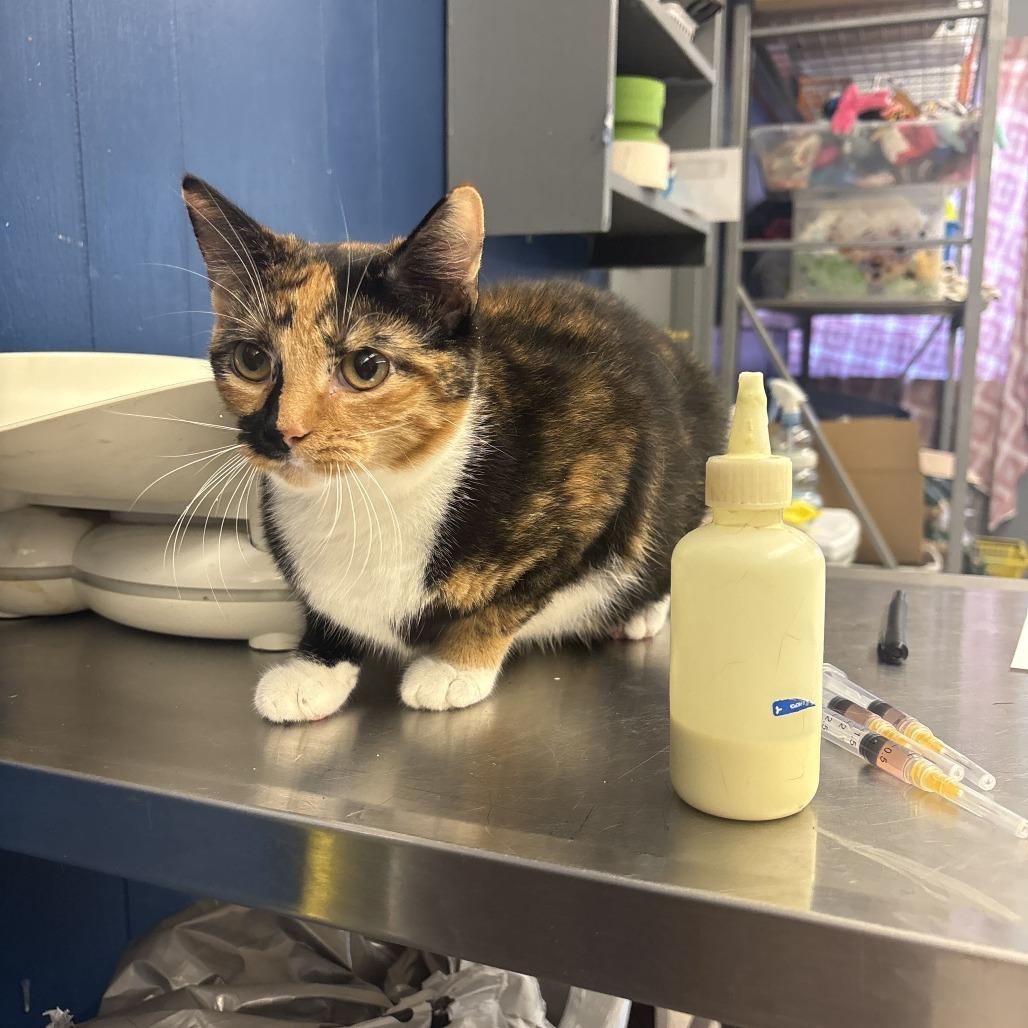 Sam, Adoptable, Young Female Domestic Short Hair.