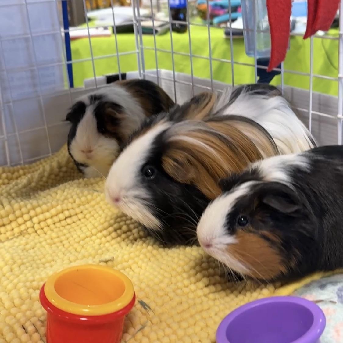 Enlarge Mira, Zoe & Rumi, a Adoptable mixed breed in San Antonio, TX image 1/6