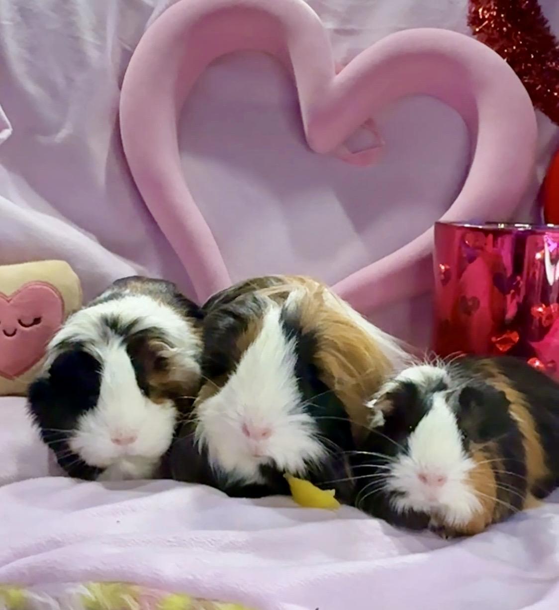 Enlarge Mira, Zoe & Rumi, a Adoptable mixed breed in San Antonio, TX image 6/6