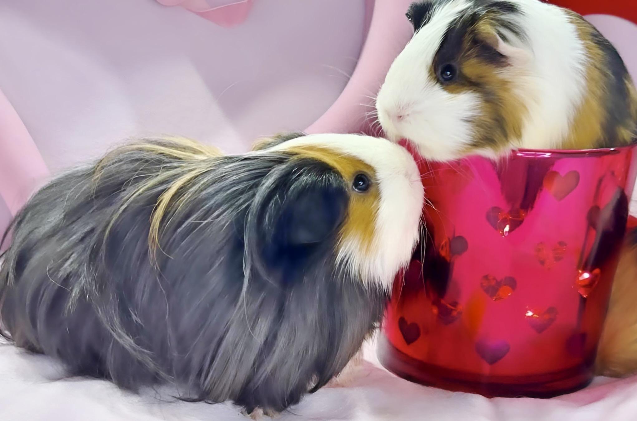 Enlarge Mira, Zoe & Rumi, a Adoptable mixed breed in San Antonio, TX image 2/6