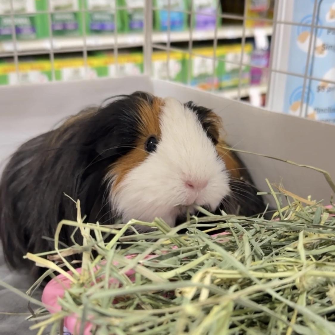 Enlarge Mira, Zoe & Rumi, a Adoptable mixed breed in San Antonio, TX image 4/6