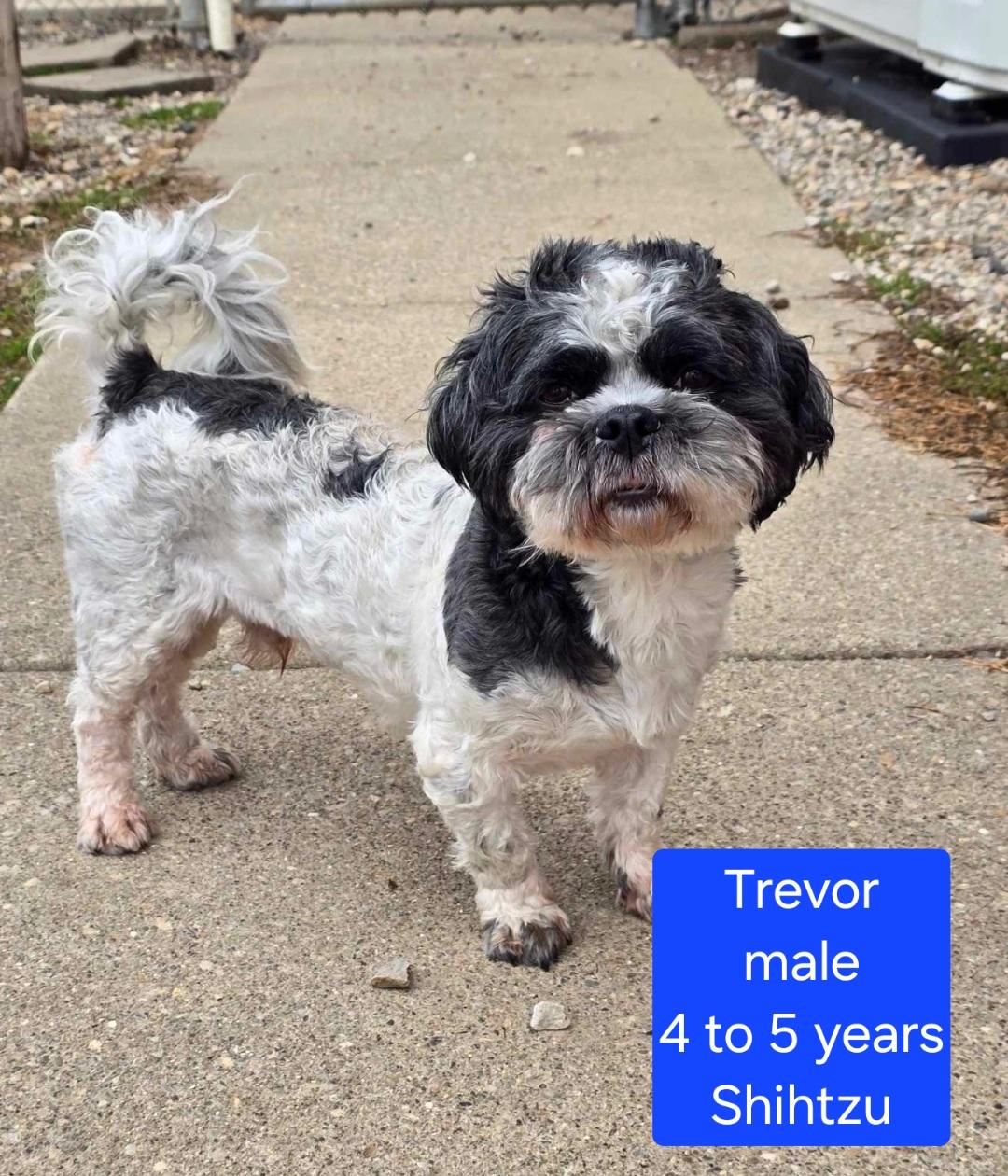 Enlarge Trevor, a Adoptable Shih Tzu in Ross, OH image 1/1