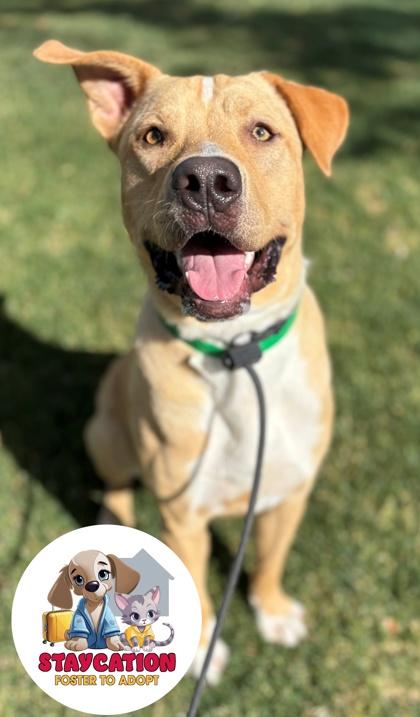 Enlarge Rocky, a Adoptable mixed breed in Phoenix, AZ image 1/3