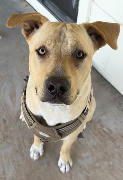 Enlarge Rocky, a Adoptable mixed breed in Phoenix, AZ image 2/3