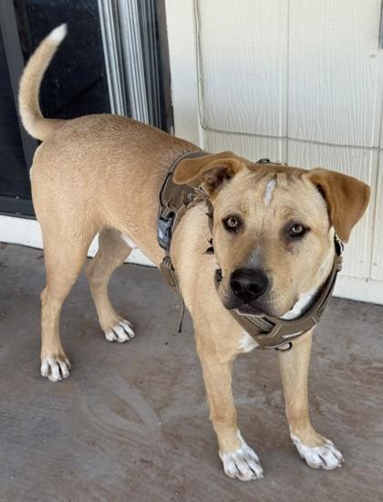 Enlarge Rocky, a Adoptable mixed breed in Phoenix, AZ image 3/3