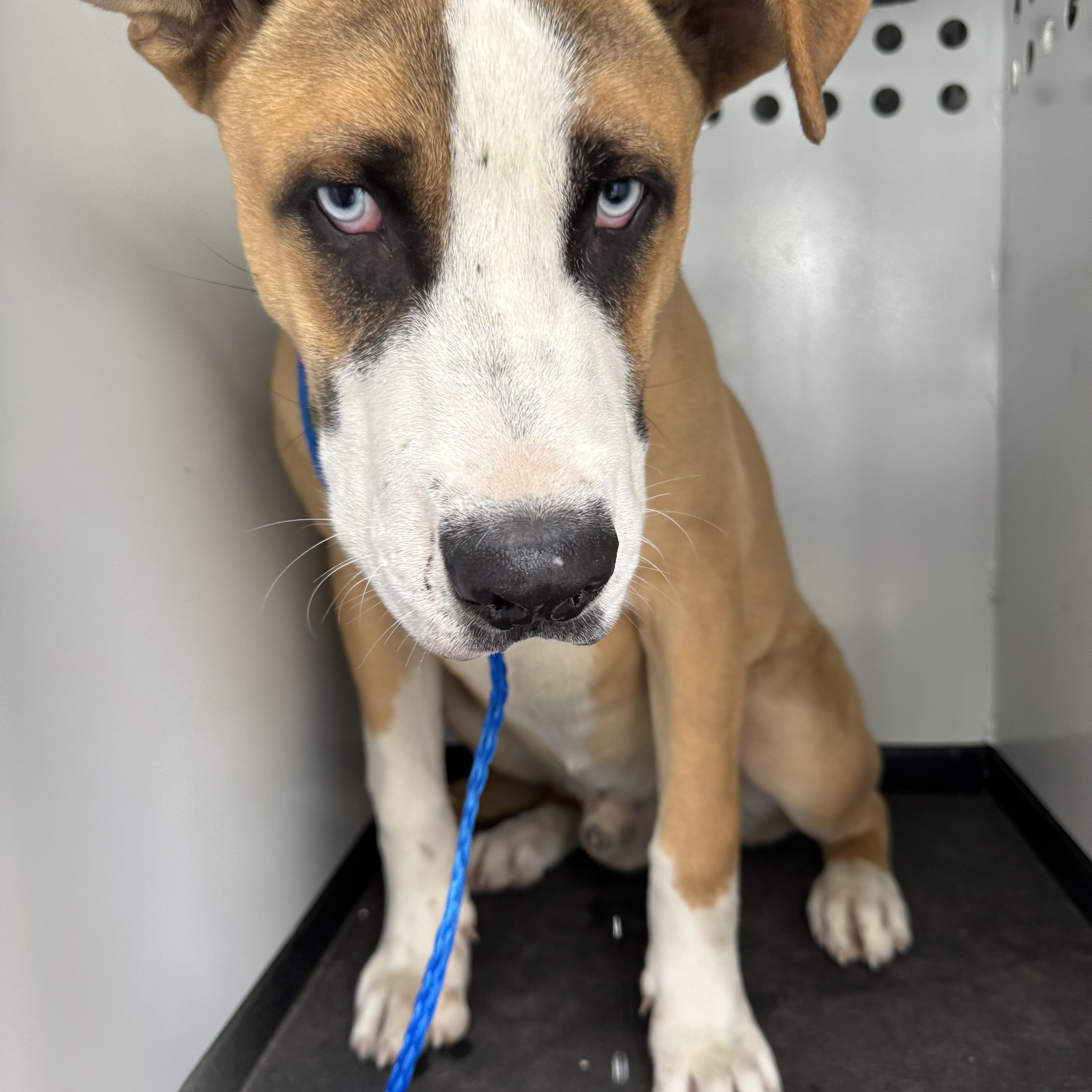 Enlarge OTTIS (AVAILABLE 12/30/25), a ADOPTABLE Shepherd in Wasco, CA image 1/1