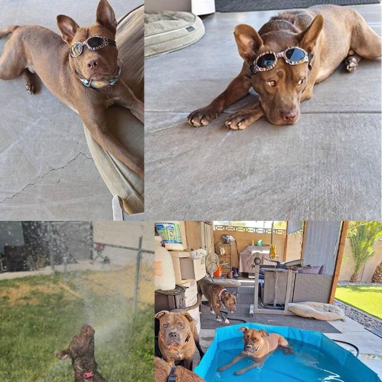 Enlarge Lil Bear A1360850, a Adoptable mixed breed in Las Vegas, NV image 2/4