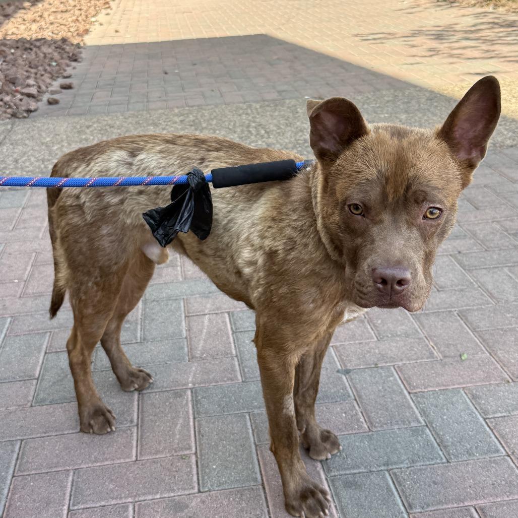 Enlarge Lil Bear A1360850, a Adoptable mixed breed in Las Vegas, NV image 3/4