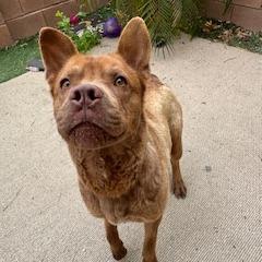Enlarge Lil Bear A1360850, a Adoptable mixed breed in Las Vegas, NV image 4/4