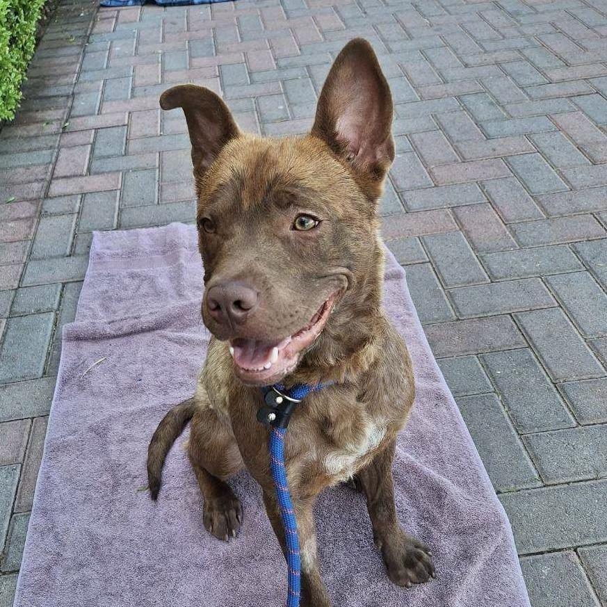 Enlarge Lil Bear A1360850, a Adoptable mixed breed in Las Vegas, NV image 1/4