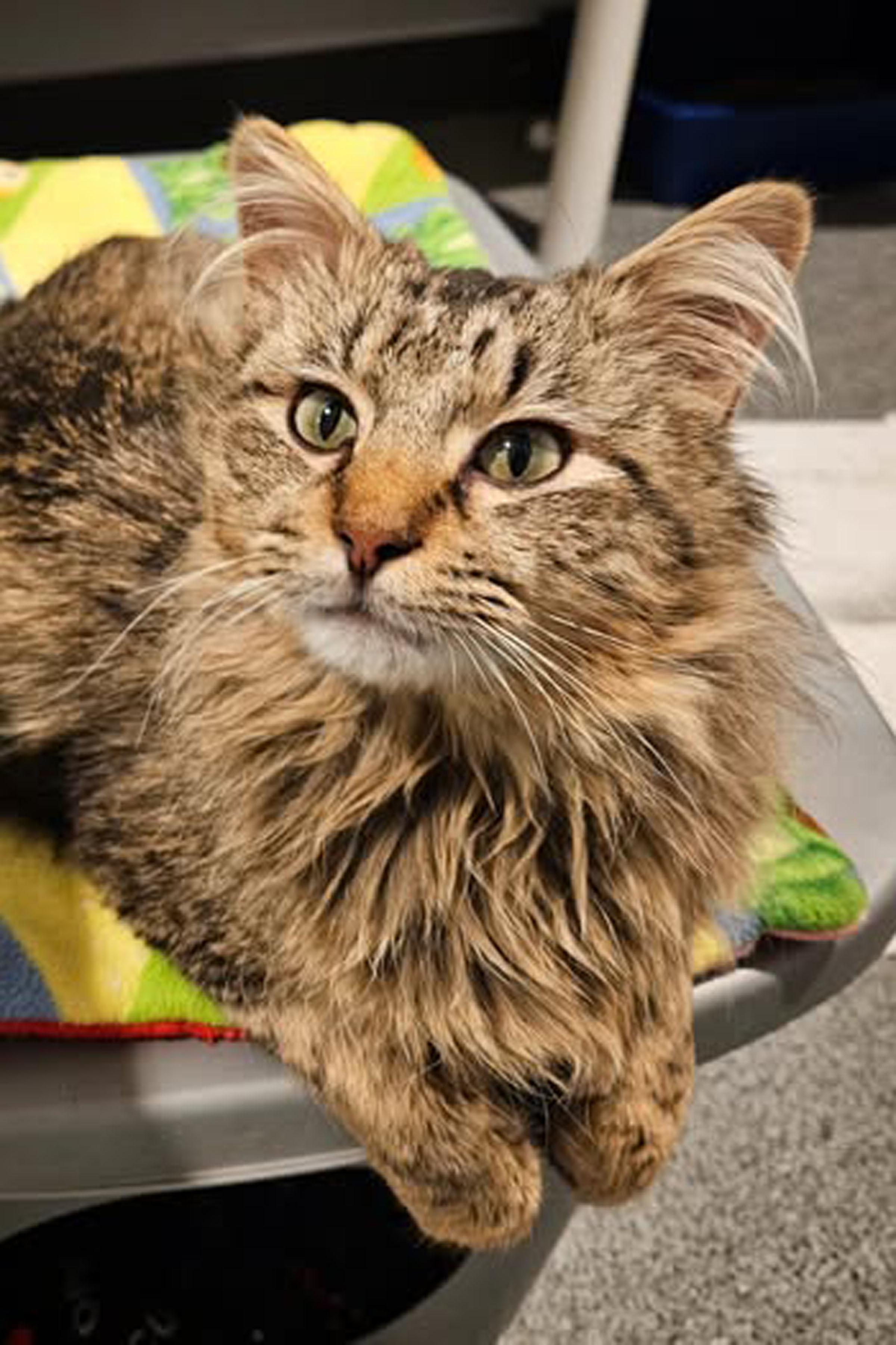 Cowboy, adopted, Young Male Domestic Medium Hair.