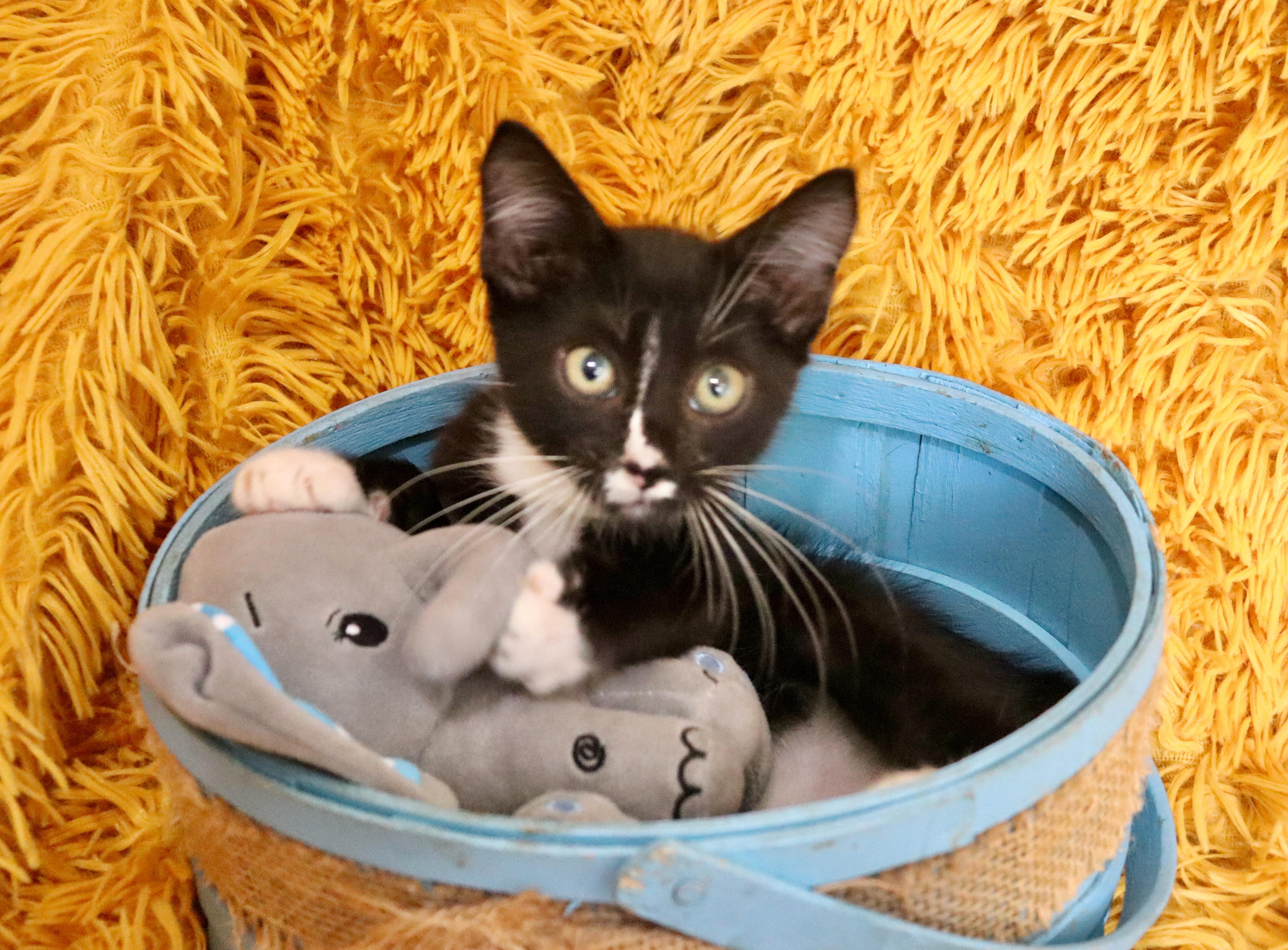 Enlarge Marley, an adopted mixed breed in Saint Augustine, FL image 2/3