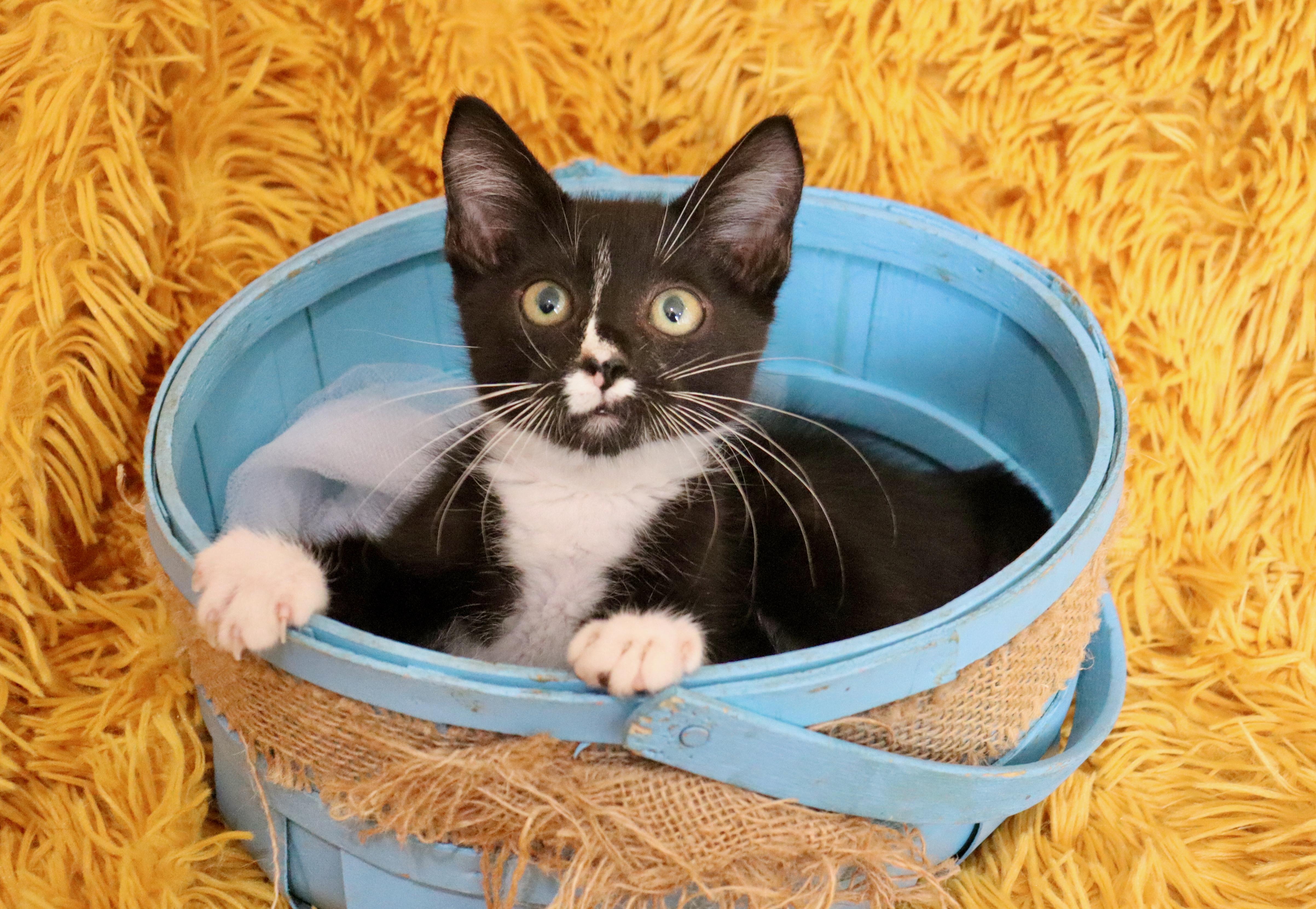 Marley, adopted, Kitten Male Tuxedo.