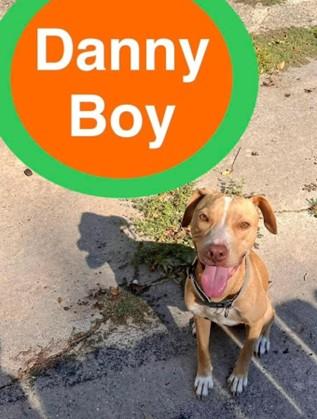 Danny Boy, a Adoptable mixed breed in Shreveport, LA image 1/4