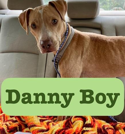 Danny Boy, a Adoptable mixed breed in Shreveport, LA image 4/4