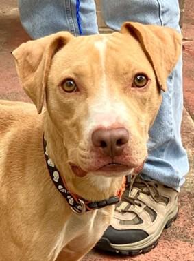 Danny Boy, a Adoptable mixed breed in Shreveport, LA image 2/4