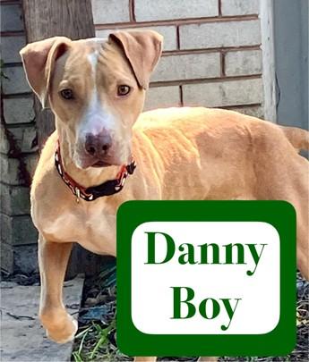Danny Boy, a Adoptable mixed breed in Shreveport, LA image 3/4
