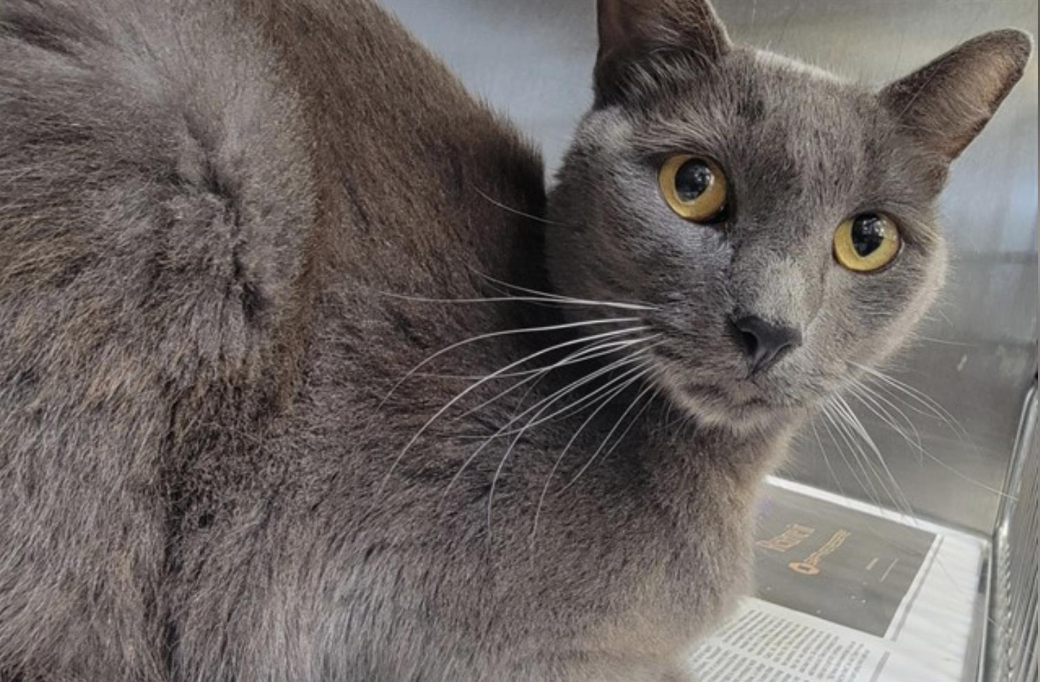 Gris, Adopted, Adult Male Russian Blue.