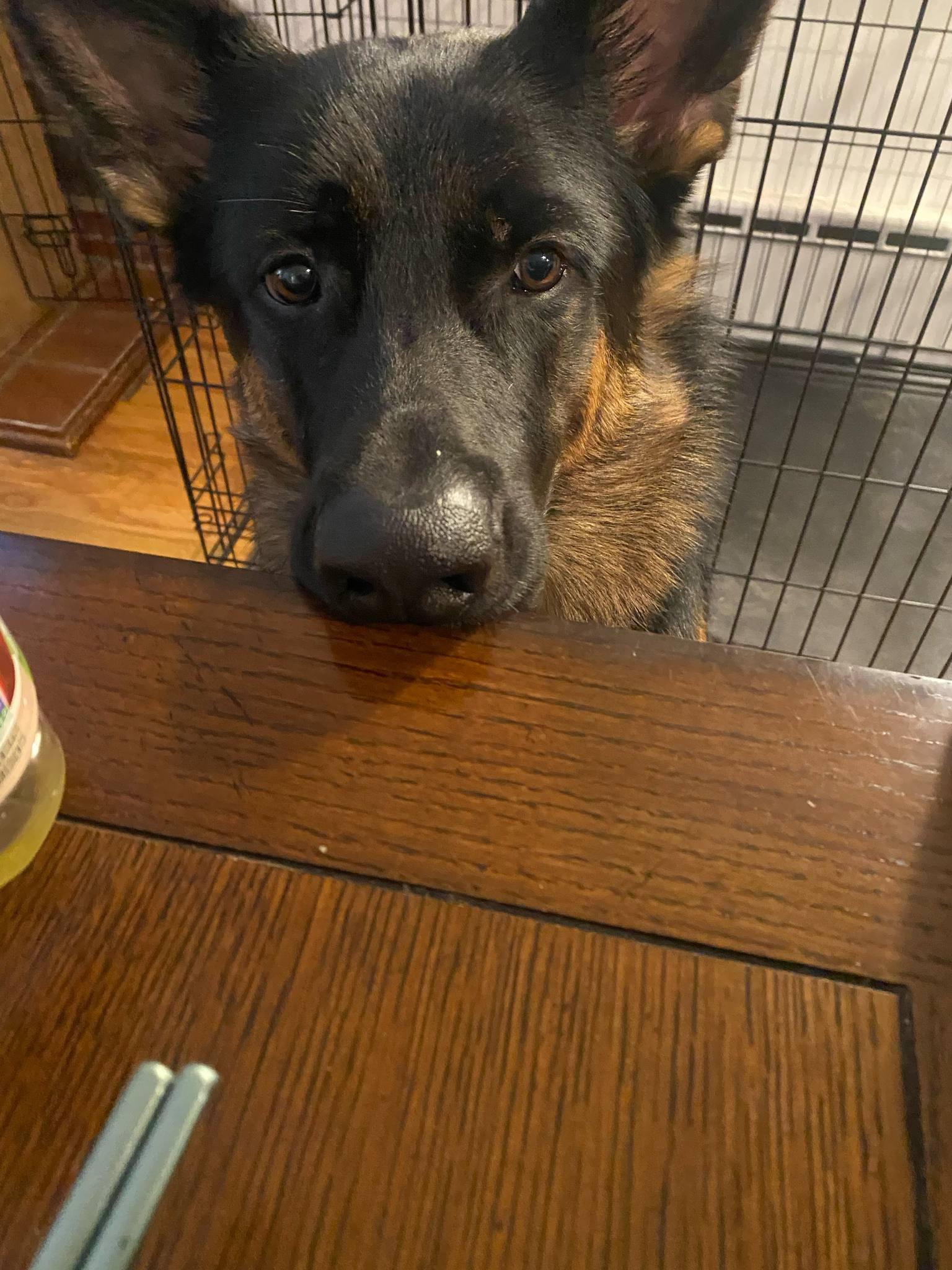 Teddy - XP, Adoptable, Adult Male German Shepherd Dog.