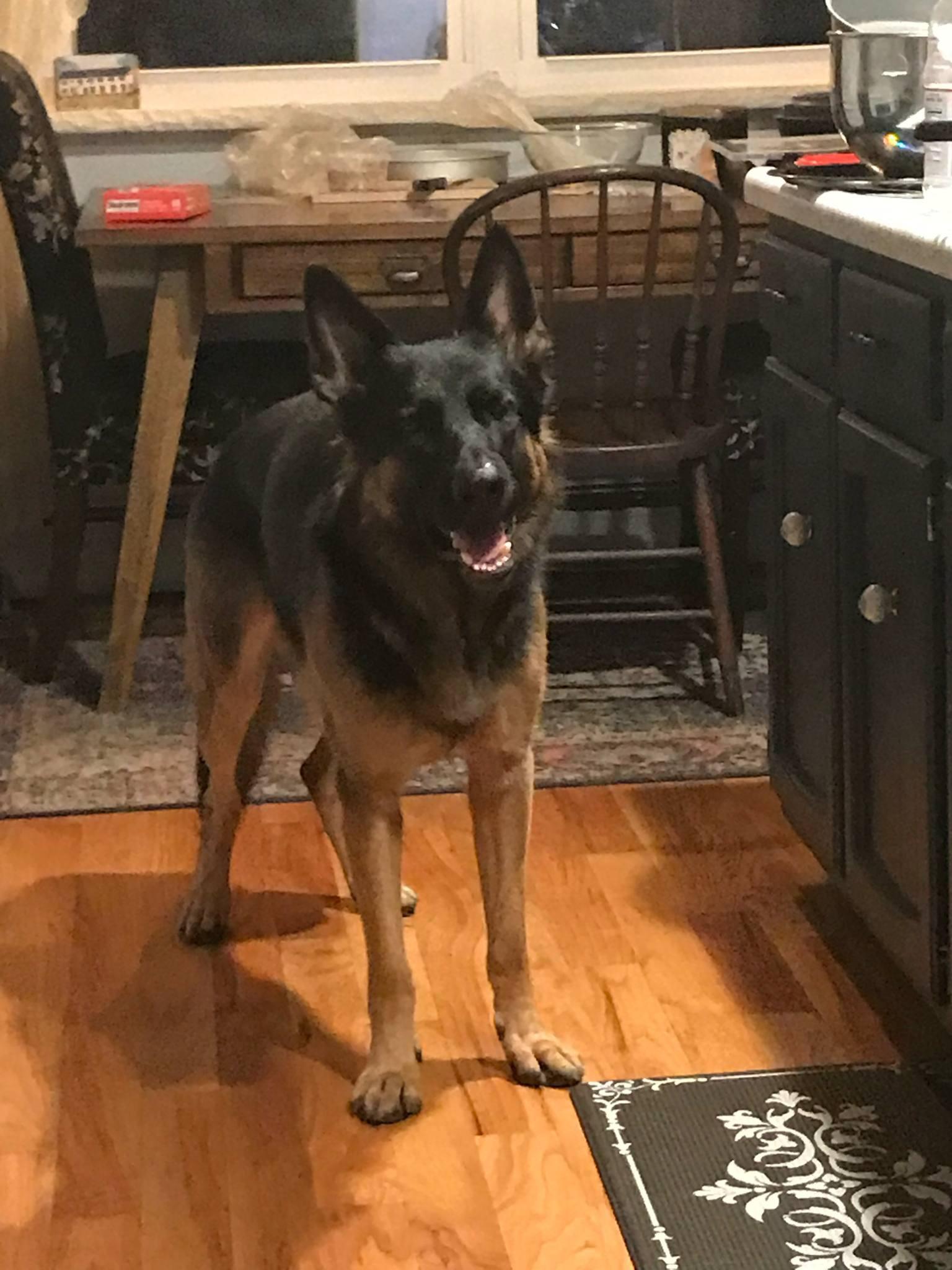 Enlarge Teddy - XP, a Adoptable German Shepherd Dog in Nutley, NJ image 2/4