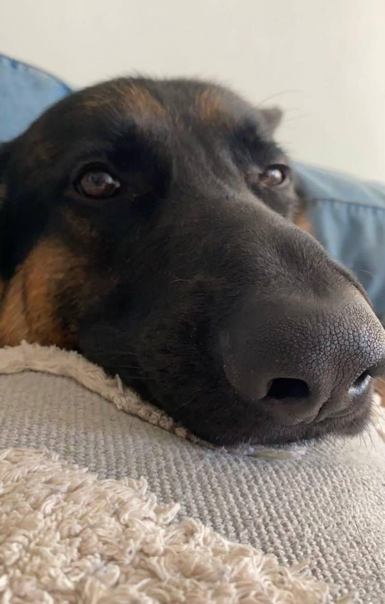 Enlarge Teddy - XP, a Adoptable German Shepherd Dog in Nutley, NJ image 3/4