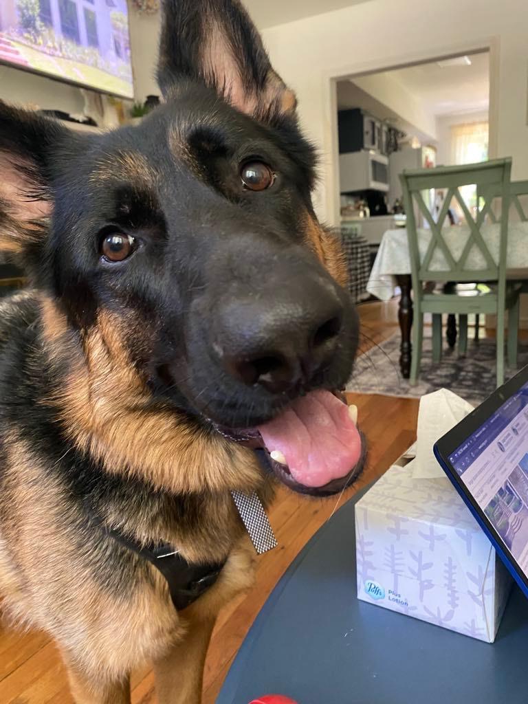 Enlarge Teddy - XP, a Adoptable German Shepherd Dog in Nutley, NJ image 4/4