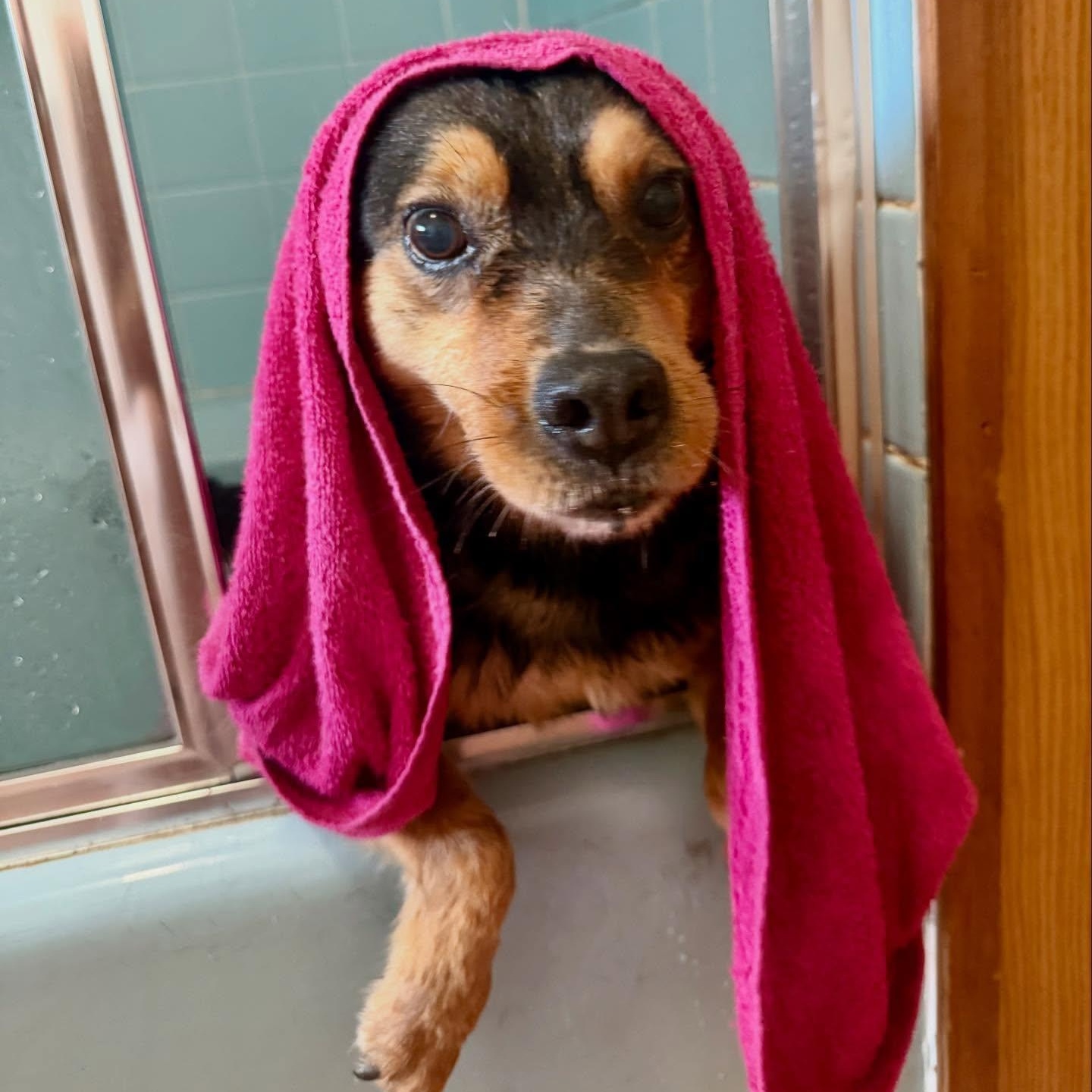 Enlarge Sammy, a ADOPTABLE mixed breed in Portsmouth, NH image 1/5