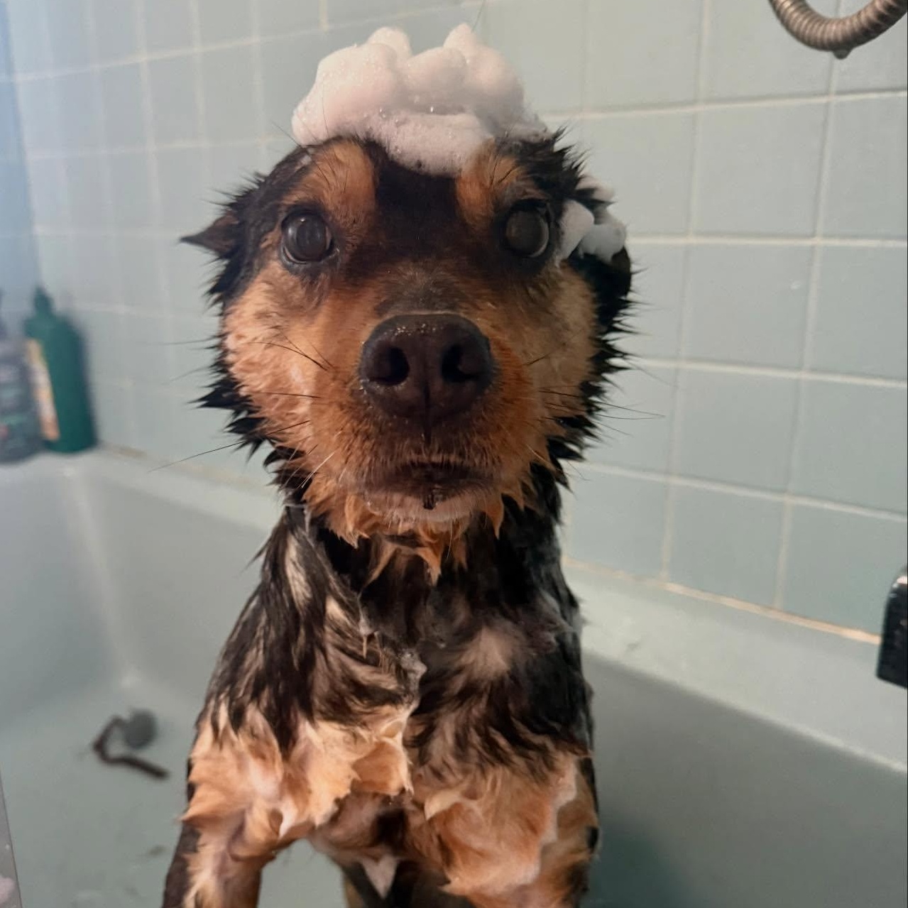 Enlarge Sammy, a ADOPTABLE mixed breed in Portsmouth, NH image 2/5