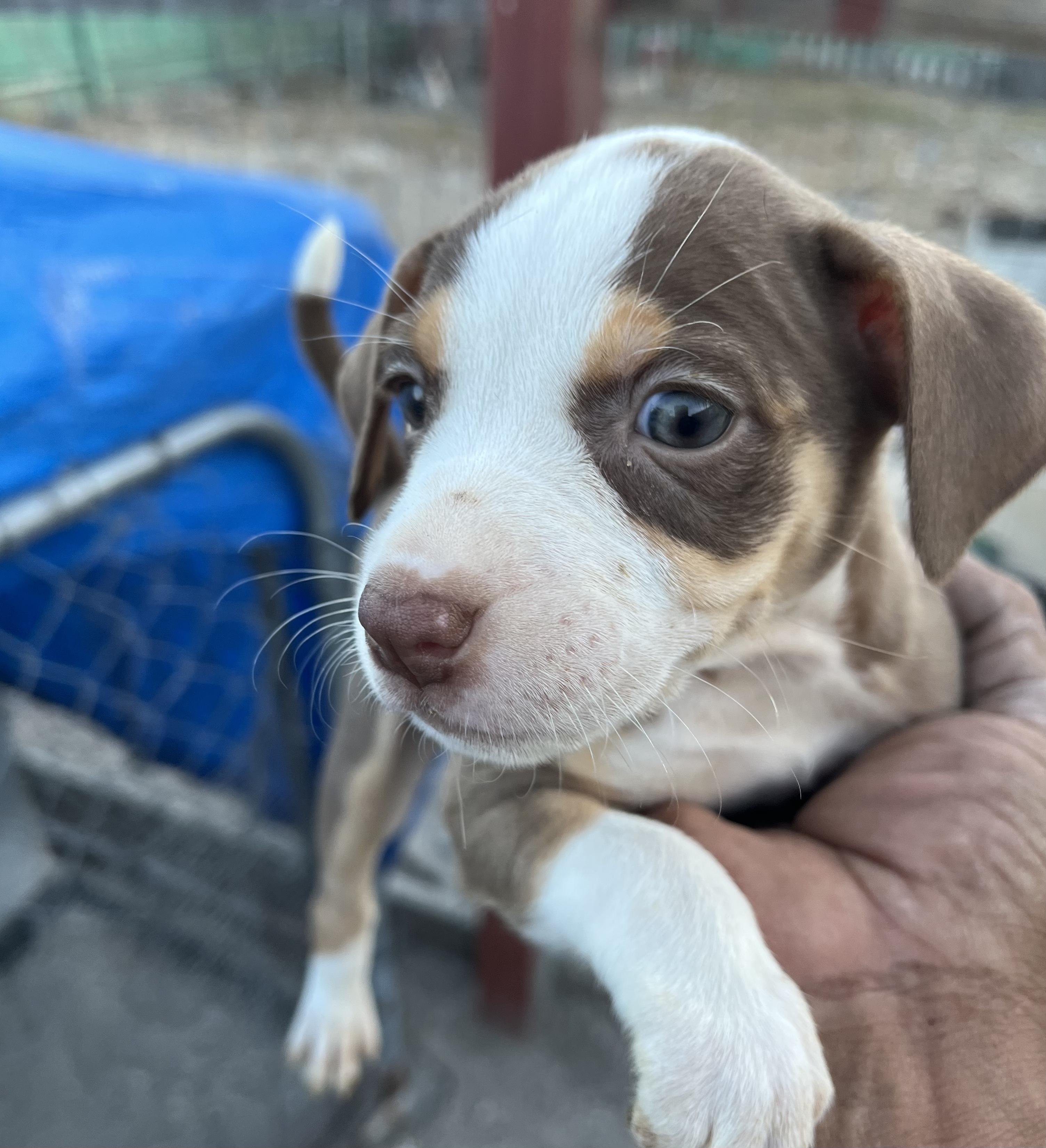 Briar — thumbnail 3