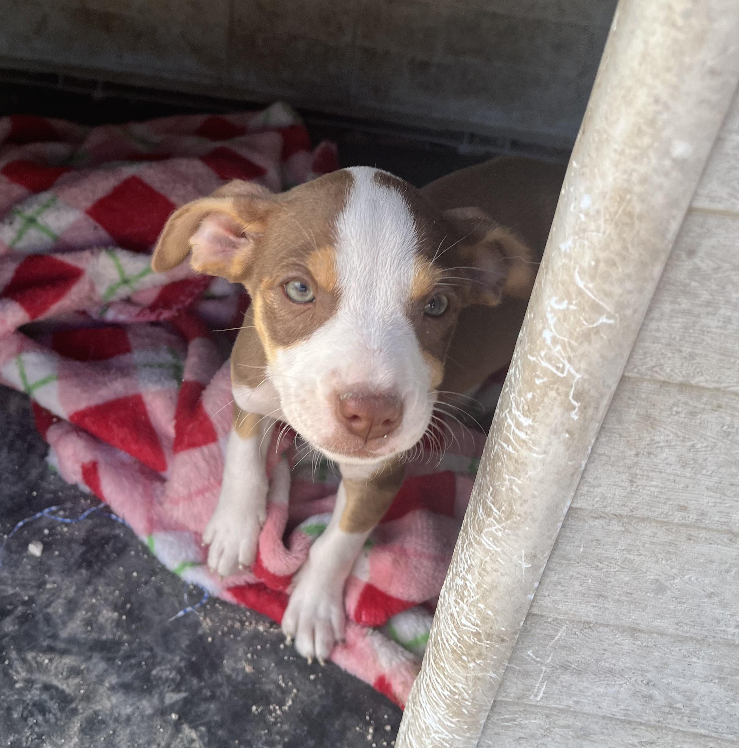 Briar — thumbnail 4