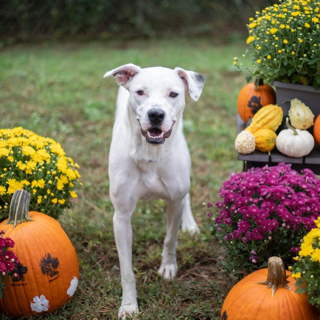 Dixie, Adoptable, Young Female Mixed Breed.