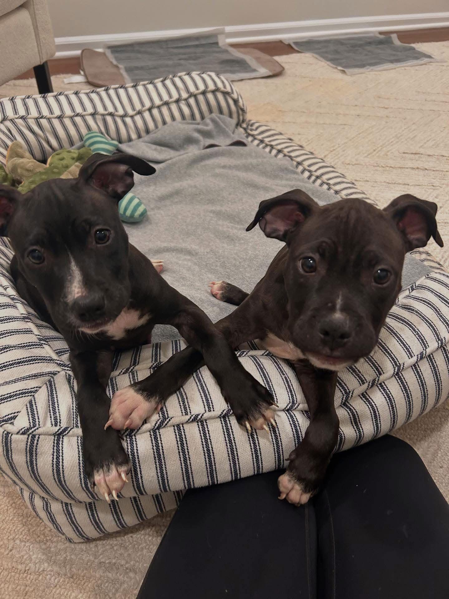 Willow NJ, Adopted, Puppy Female Pit Bull Terrier.