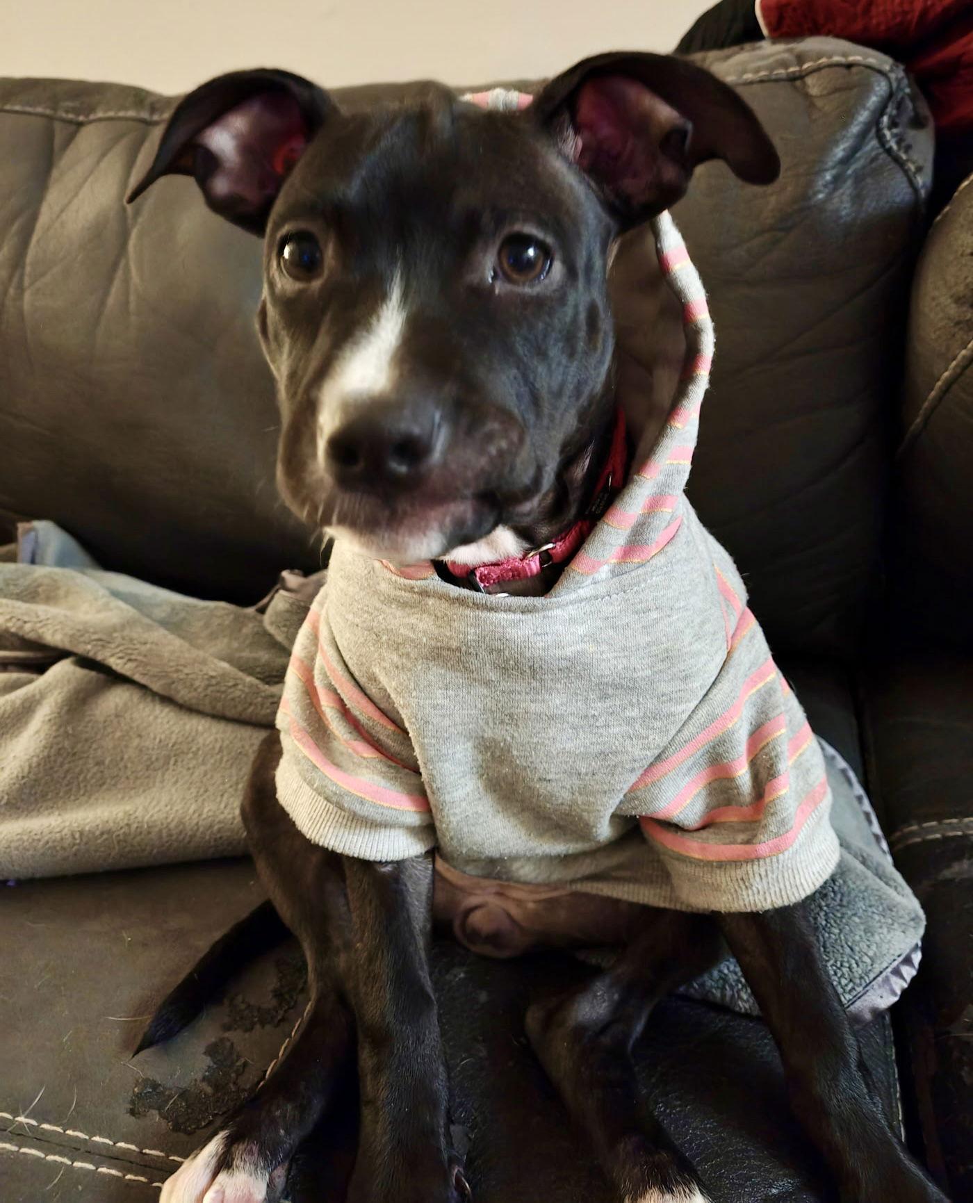 Enlarge Willow NJ, a Adopted Pit Bull Terrier in Rockaway, NJ image 3/3