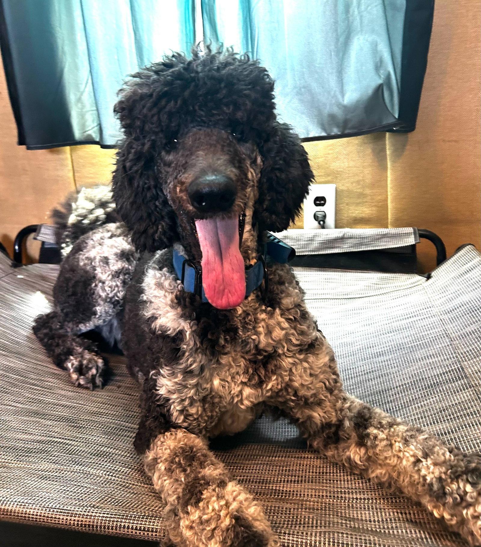 Magnus Feb 26, Adoptable, Adult Male Standard Poodle.