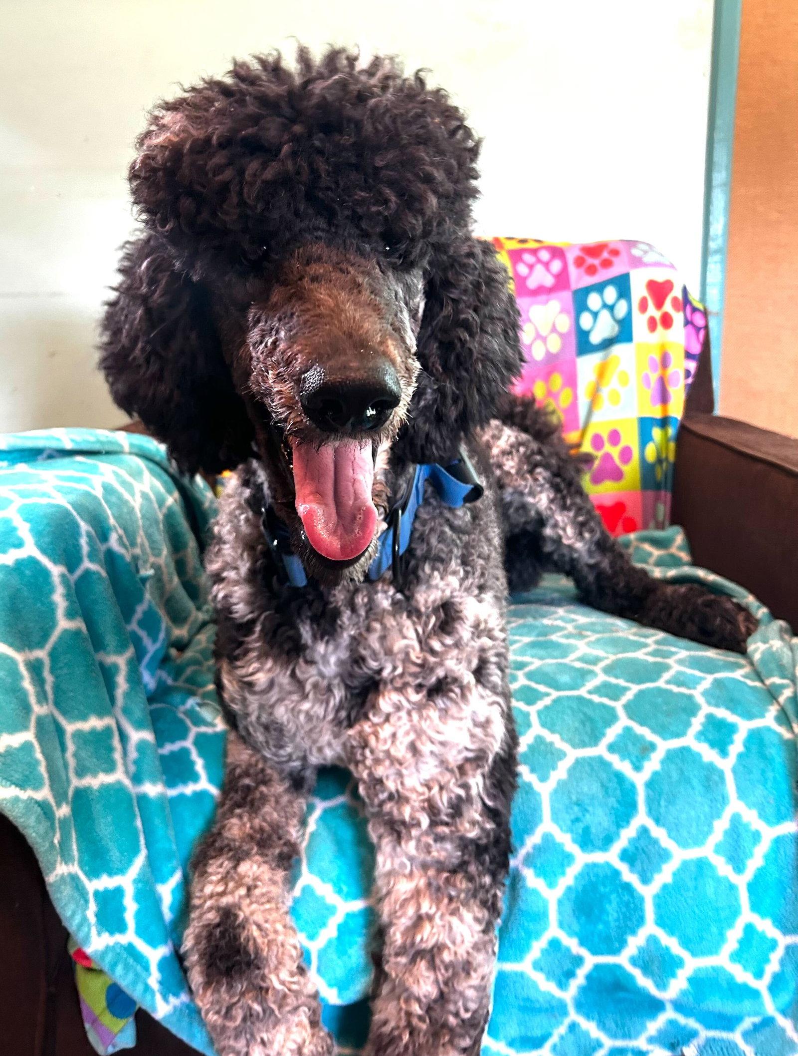 Enlarge Magnus Feb 26, a Adoptable Standard Poodle in Pacolet, SC image 2/3