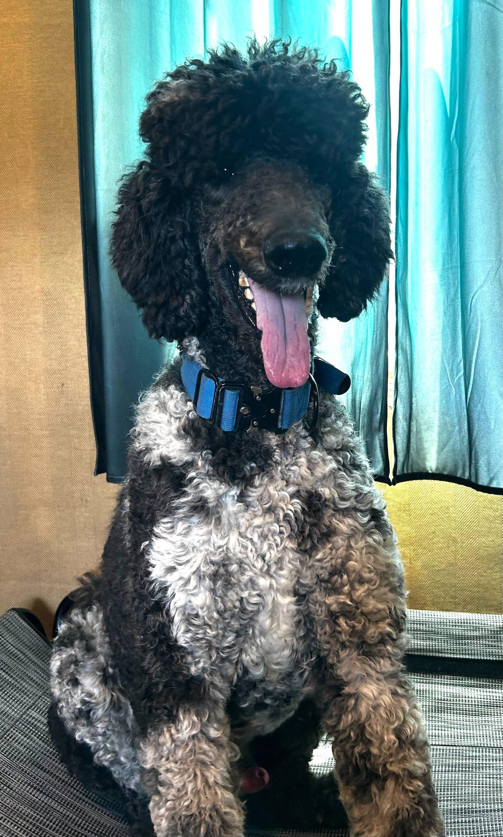 Enlarge Magnus Feb 26, a Adoptable Standard Poodle in Pacolet, SC image 3/3