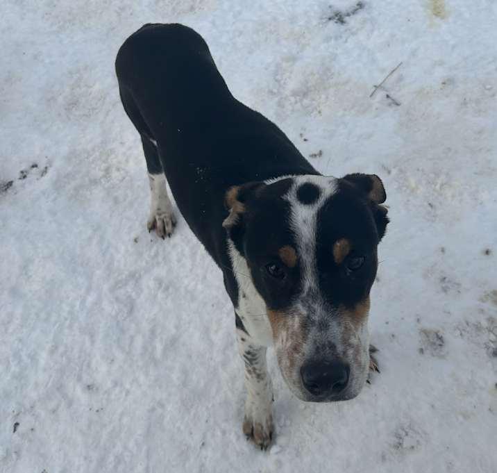 Brooks, Adoptable, Puppy Male Mixed Breed.