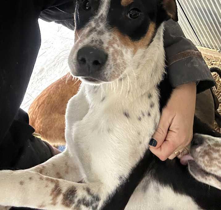 Enlarge Brooks, a Adoptable Mixed Breed in Brownstown, IN image 2/2