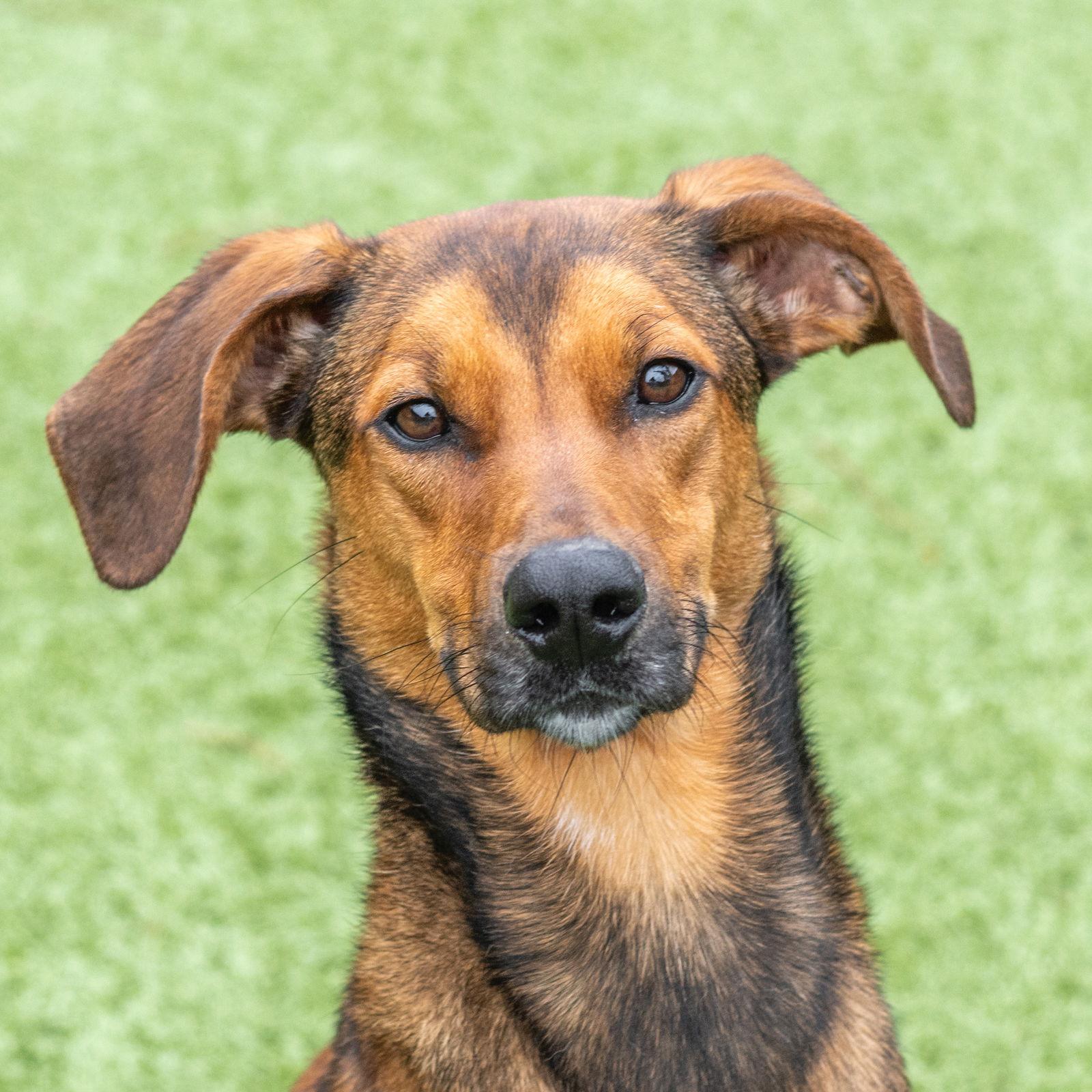 Enlarge Red, a Adoptable Hound in Hilton Head Island, SC image 2/2