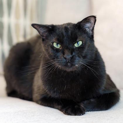 Raven, Adoptable, Adult Male Domestic Short Hair.