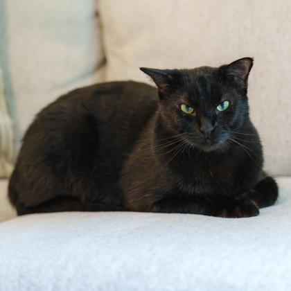 Enlarge Raven, a Adoptable mixed breed in Atlanta, GA image 2/3