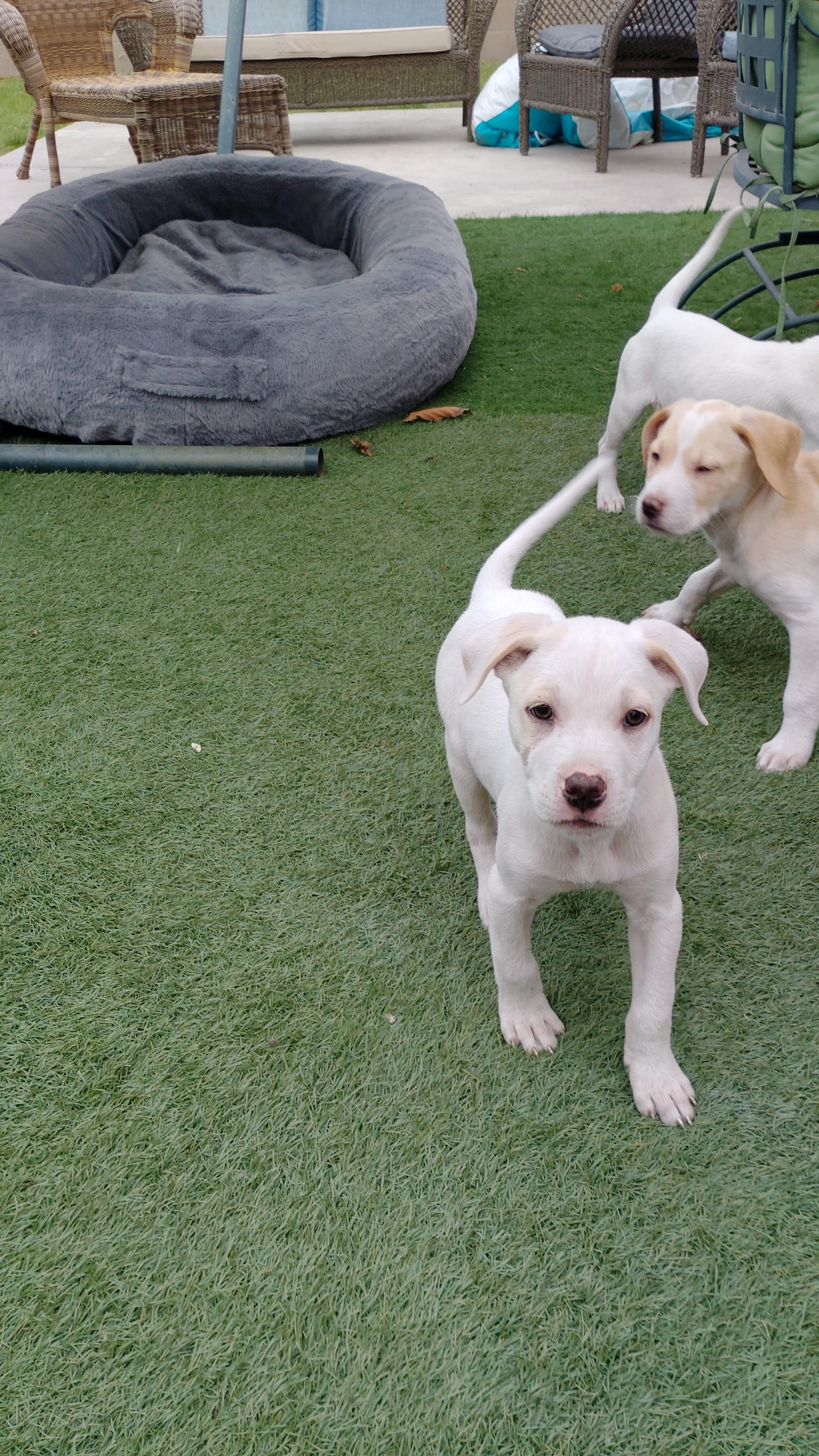 Enlarge ISLAND, a Adoptable mixed breed in Portland, OR image 4/6