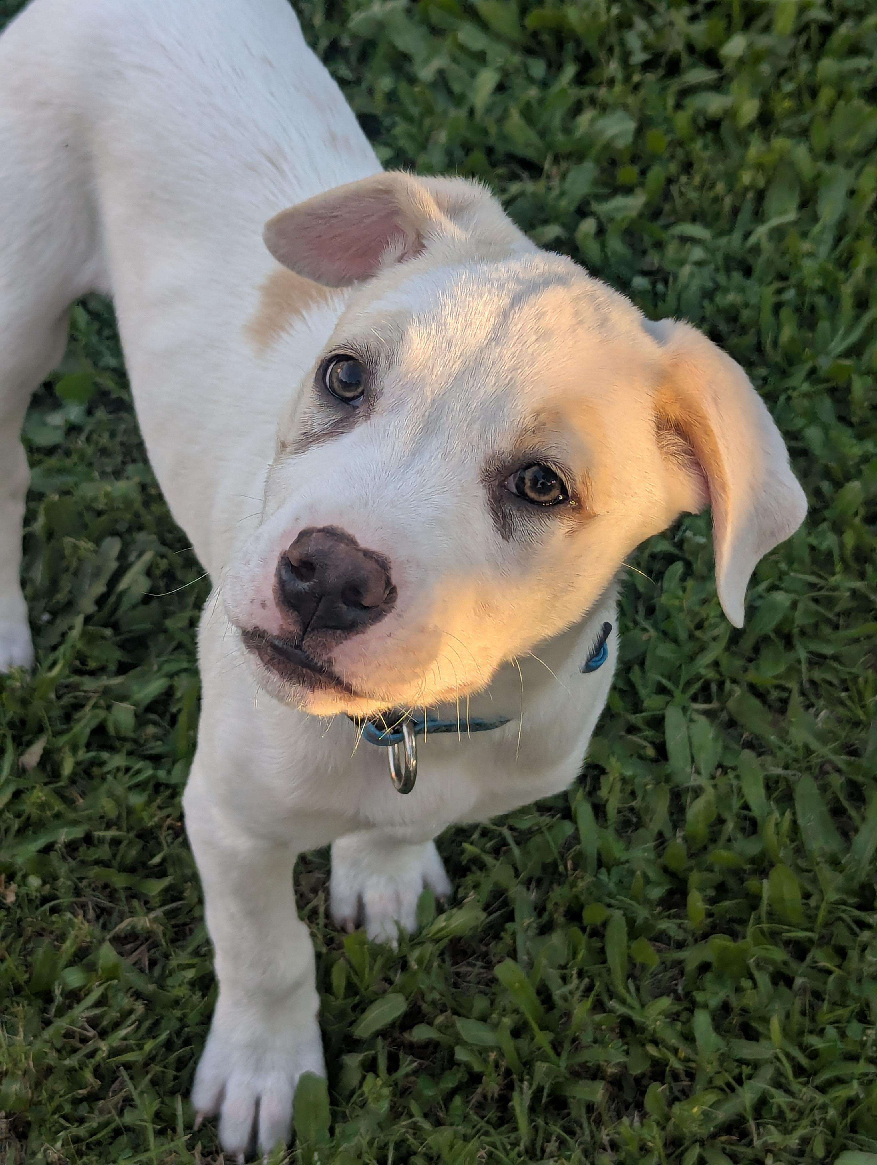 Enlarge ISLAND, a Adoptable mixed breed in Portland, OR image 2/6