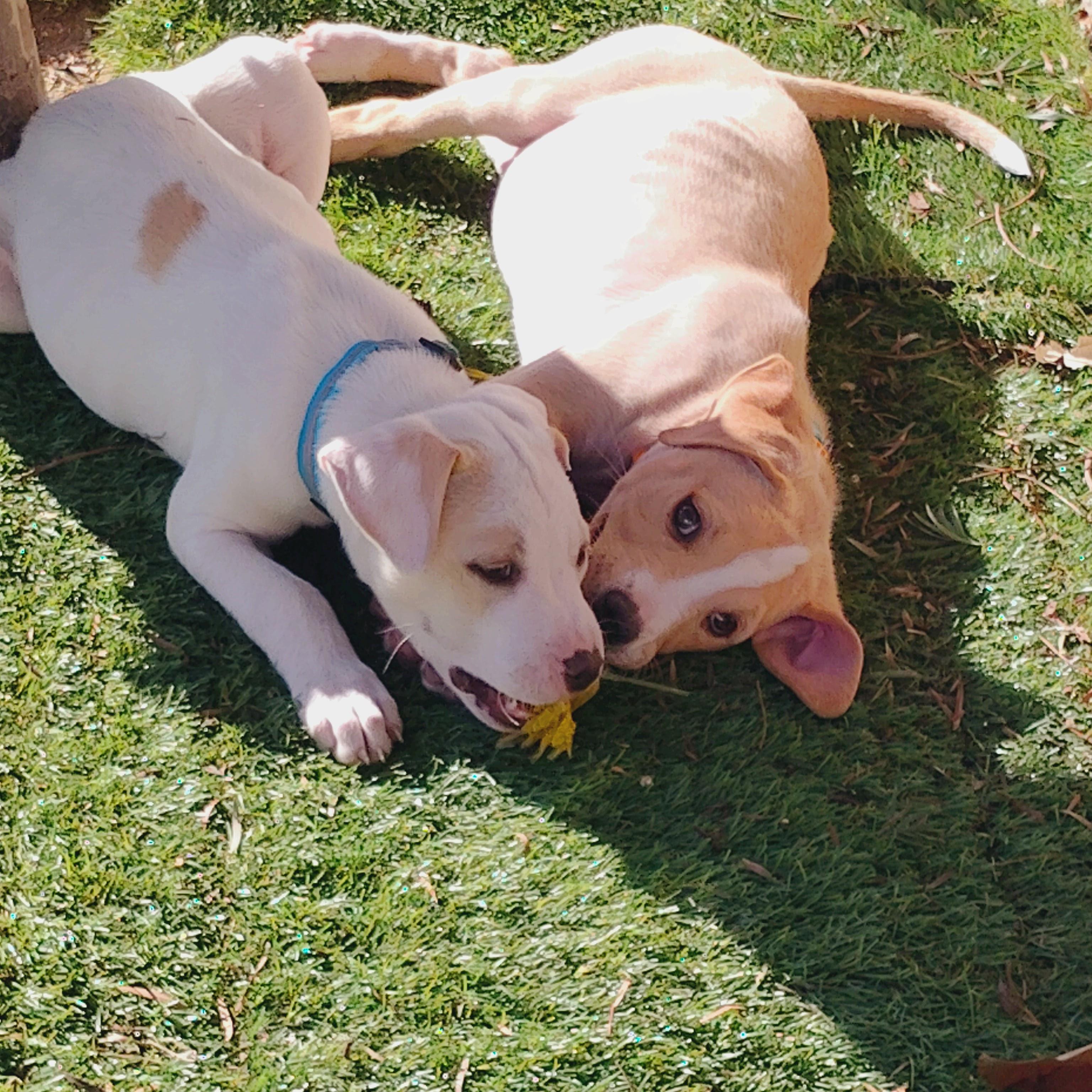 Enlarge ISLAND, a Adoptable mixed breed in Portland, OR image 3/6