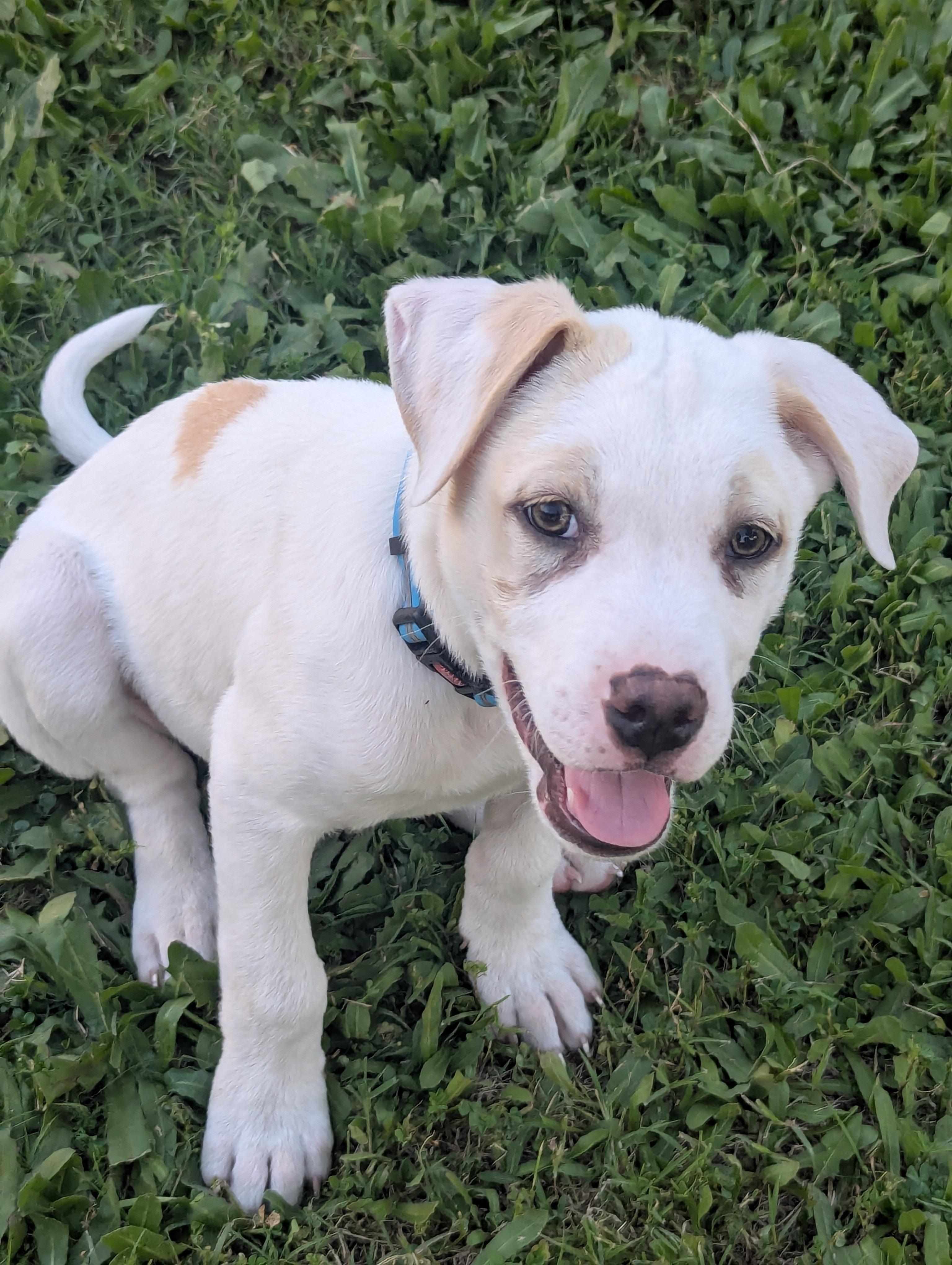 ISLAND, Adoptable, Puppy Male Mixed Breed & Boxer.