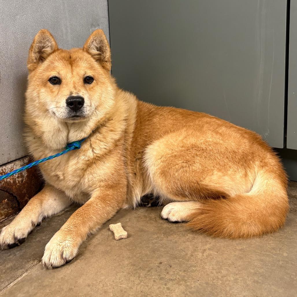 Enlarge Chica, a Adoptable Chow Chow in Melbourne, KY image 1/1