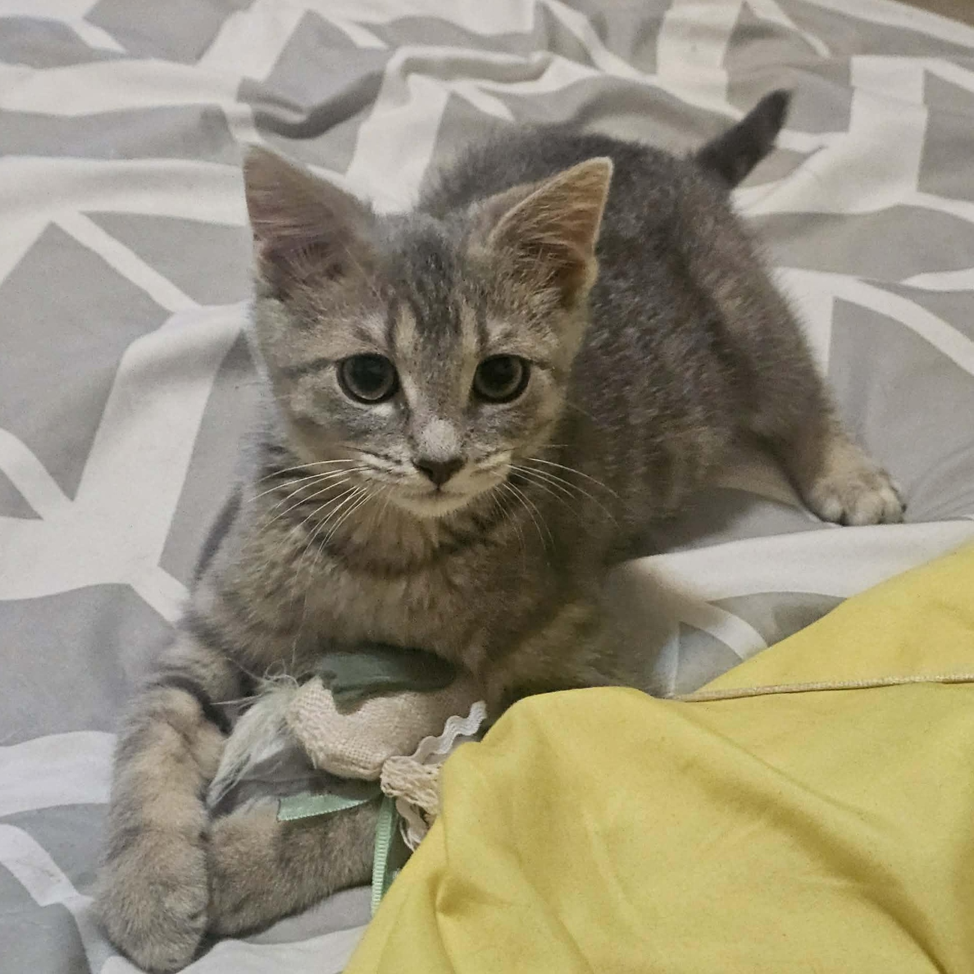 Enlarge Howard & Bernadette, a Adoptable Domestic Short Hair in Milwaukee, WI image 4/6