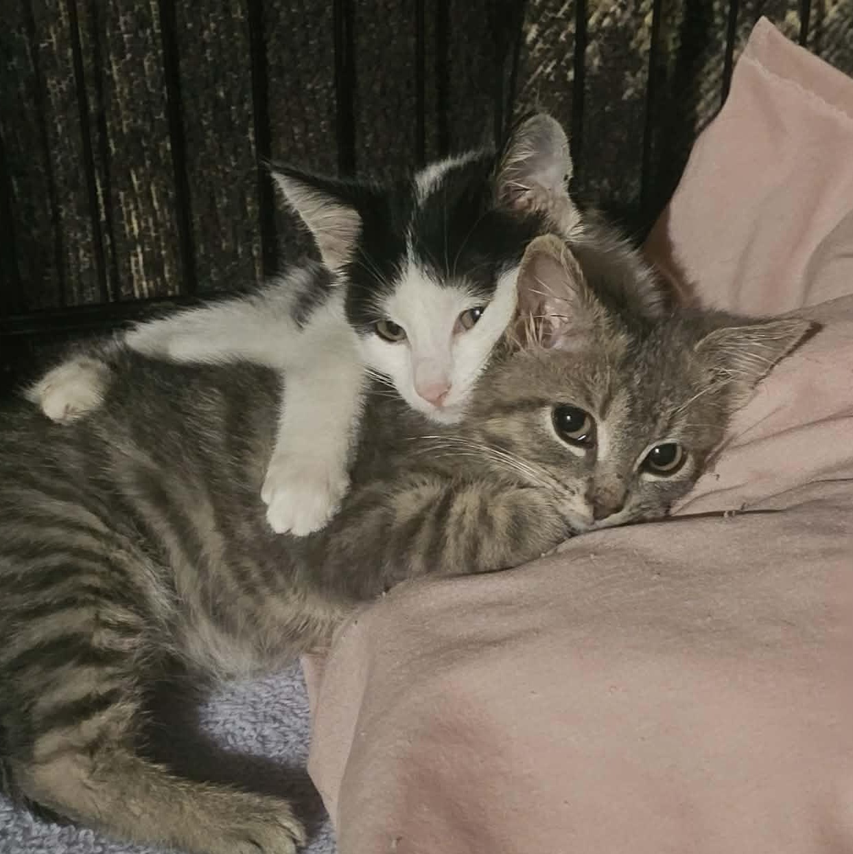 Enlarge Howard & Bernadette, a Adoptable Domestic Short Hair in Milwaukee, WI image 2/6