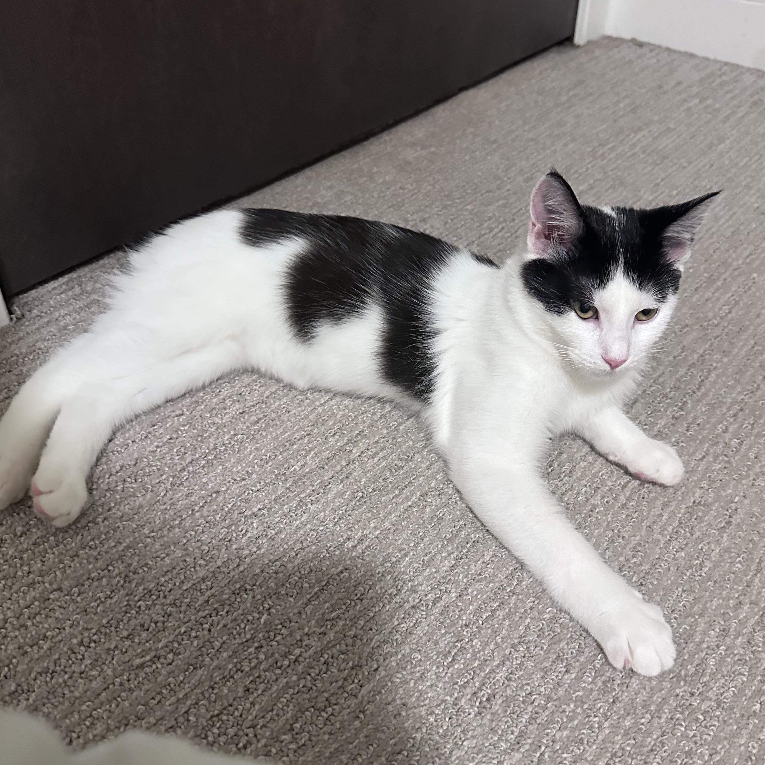 Enlarge Howard & Bernadette, a Adoptable Domestic Short Hair in Milwaukee, WI image 5/6